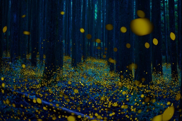 Fireflies season in Japan | Oshin Tours